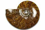 Polished Ammonite (Cleoniceras) Fossil - Madagascar #369631-1